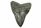 Fossil Megalodon Tooth - Foot Shark! #254580-1